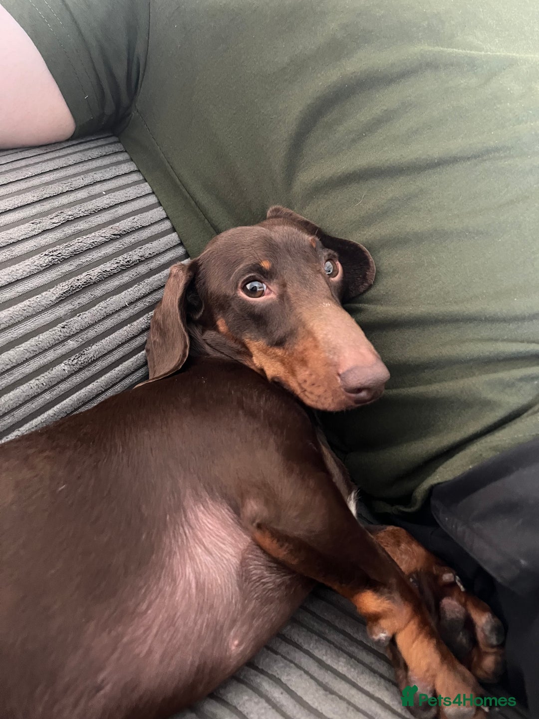 Miniature Dachshund dogs for sale: 2 year old (tomorrow) miniature dachshund - Image 1