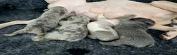 Mixed Breed dogs for sale: English Bulldog X French Bulldog Hybrids in Bognor Regis - Advert 12
