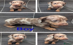 Miniature Dachshund dogs for sale: Beautiful mixture of chocolate and cream mini's - Image 6