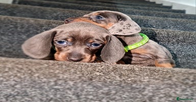 Miniature Dachshund dogs - Advert 15