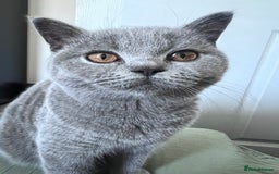 British Shorthair cats for sale: British Short Hair - Image 3