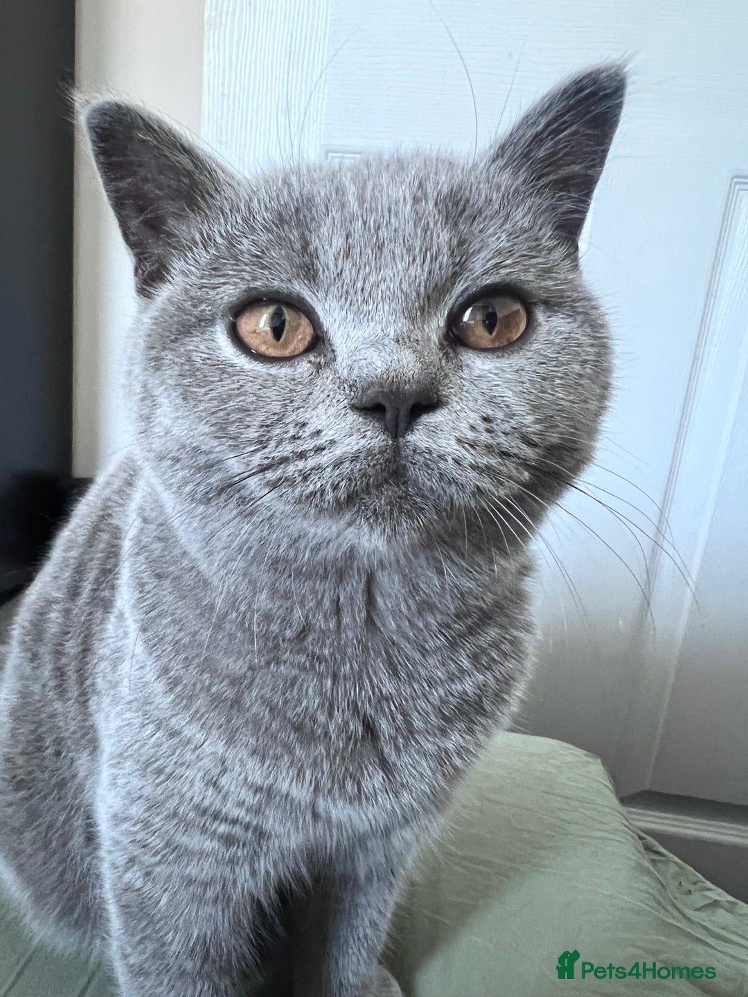 British Shorthair cats for sale: British Short Hair - Image 3