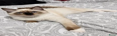 💙 male