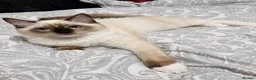 Ragdoll cats for sale: Chunky boys - Advert 9