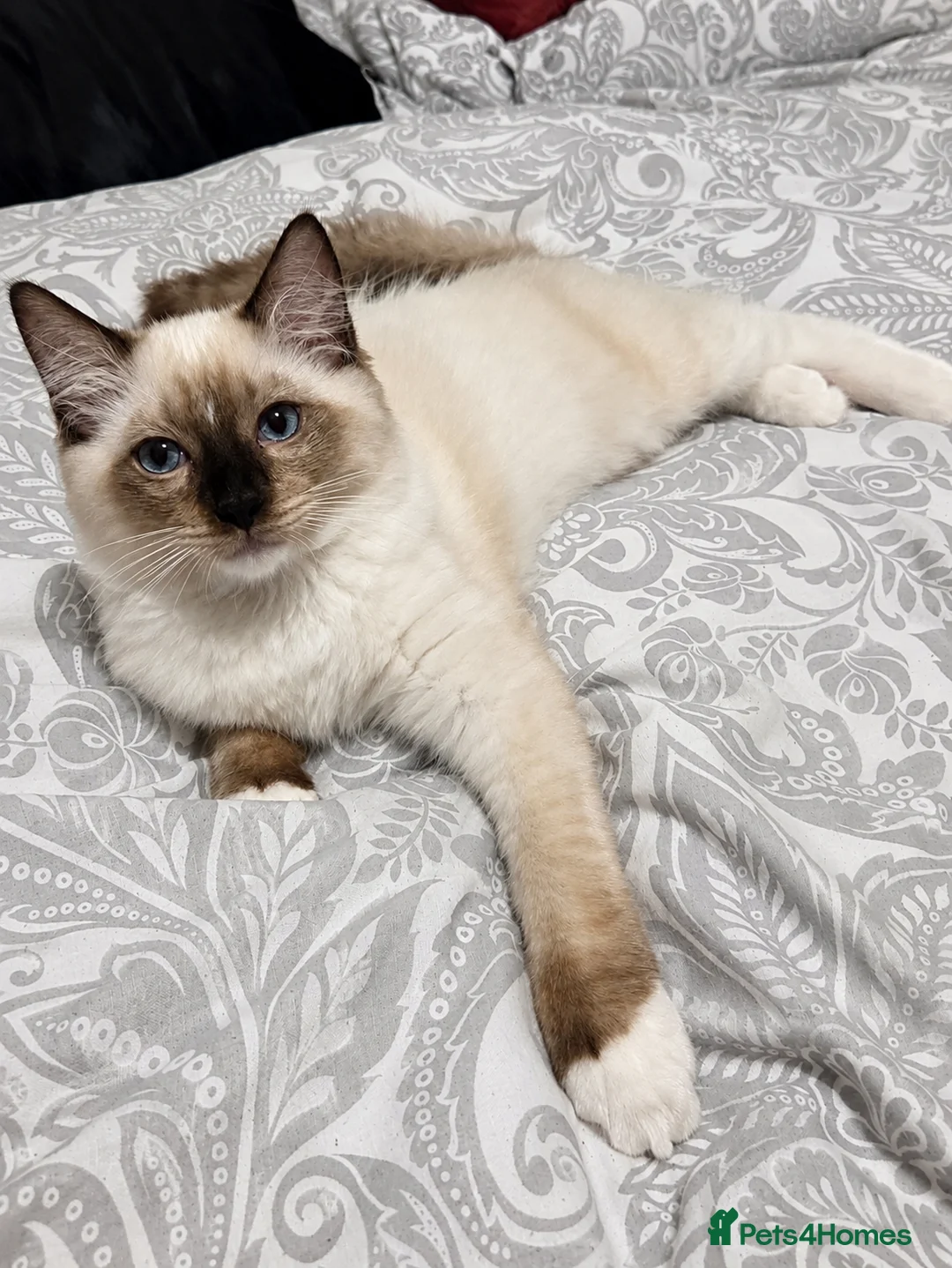 Ragdoll cats for sale: Chunky boys - Advert 9