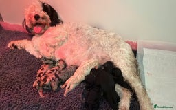 Sproodle dogs for sale: Stunning F2b Sproodle Puppies  - Image 4