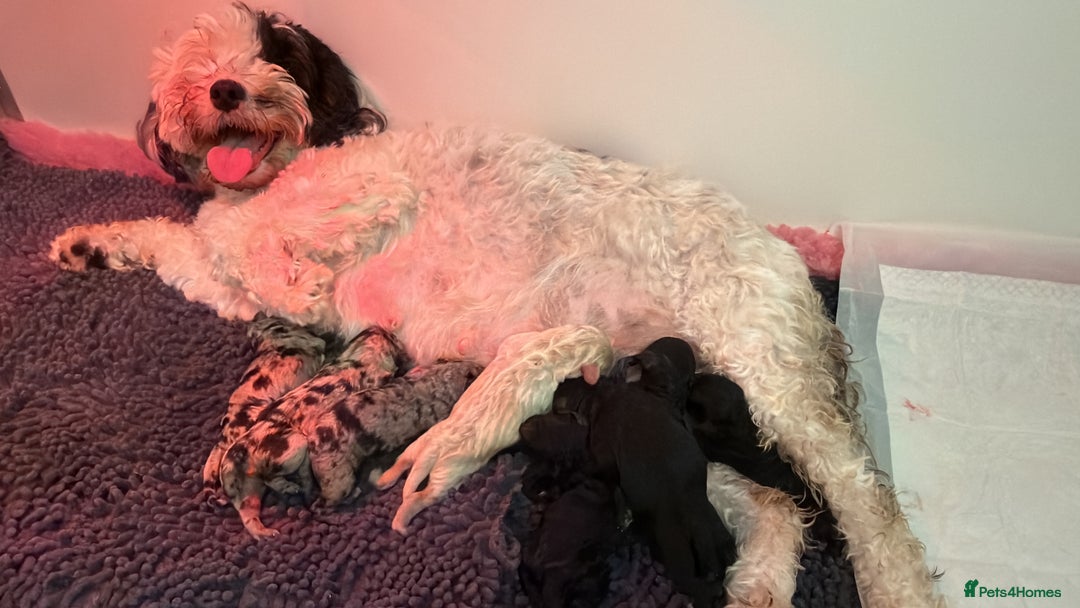 Sproodle dogs for sale: Stunning F2b Sproodle Puppies  - Image 4