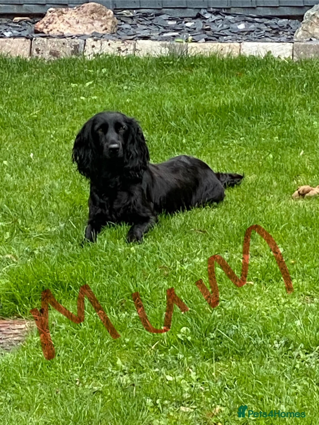 Cockapoo dogs for sale: F1 Red and black Cockapoo Puppies Available 🐾 in Woodford Green - Advert 2