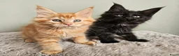 Maine Coon cats for sale: Stunning pedigree Maine Coon kittens  - Advert 1