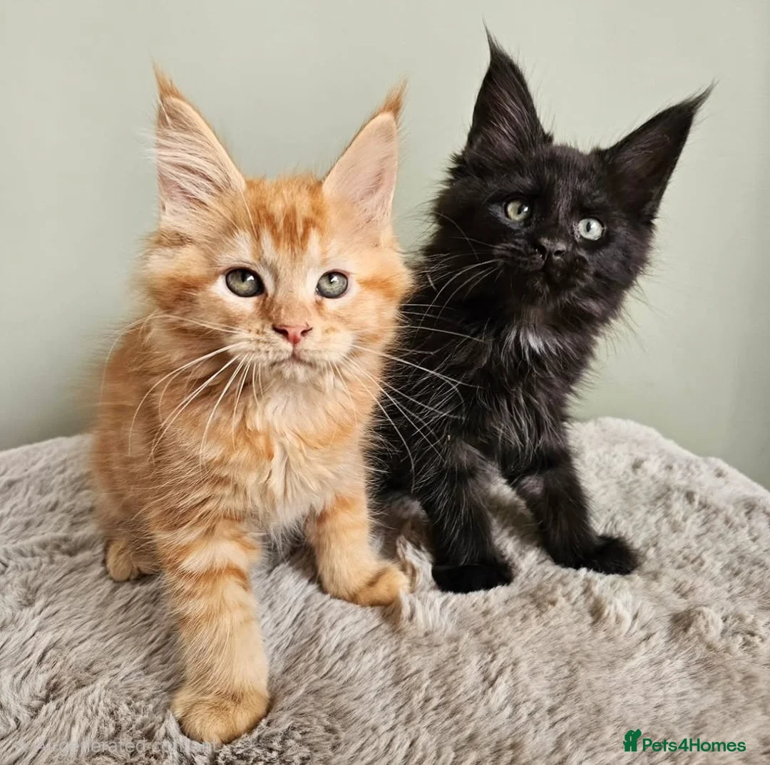 Maine Coon cats for sale: Stunning pedigree Maine Coon kittens  - Advert 1
