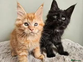 Maine Coon cats Stunning pedigree Maine Coon kittens - Advert 14