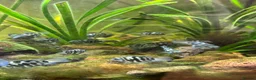 Cichlids fish for sale: DISCOUNT - POLAR BLUE CICHLIDS FRY - Advert 37
