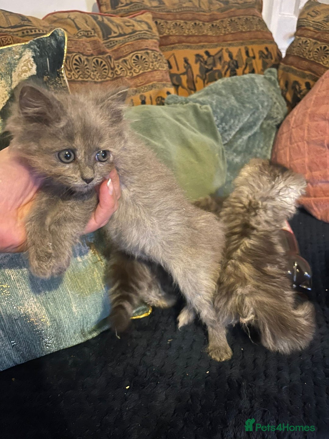 Mixed Breed cats for sale: Beautiful kittens  - Image 13
