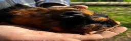 Guinea Pig rodents for sale: Beautiful Well Handled Males  - Advert 2