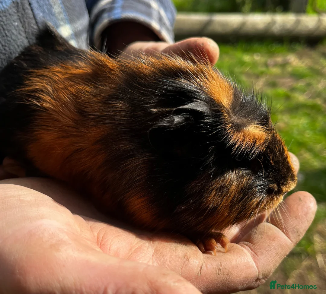 Guinea Pig rodents for sale: Beautiful Well Handled Males  - Advert 2