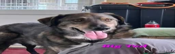 Mixed Breed dogs for adoption: 💙 Asher is Looking for love 🩵 🐾 - Advert 9