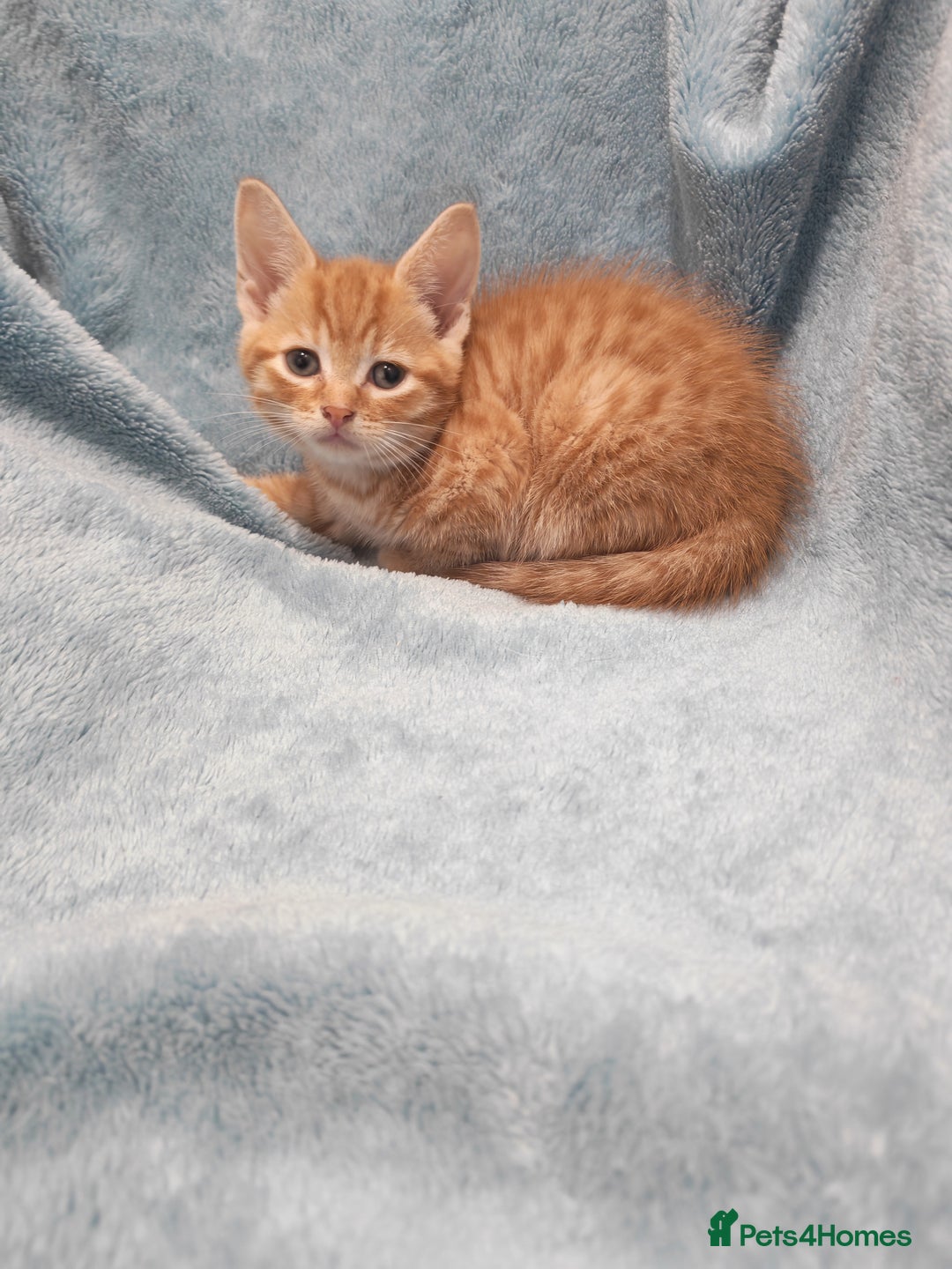 Mixed Breed cats for sale: Beautiful kittens VIDEOS - Advert 5