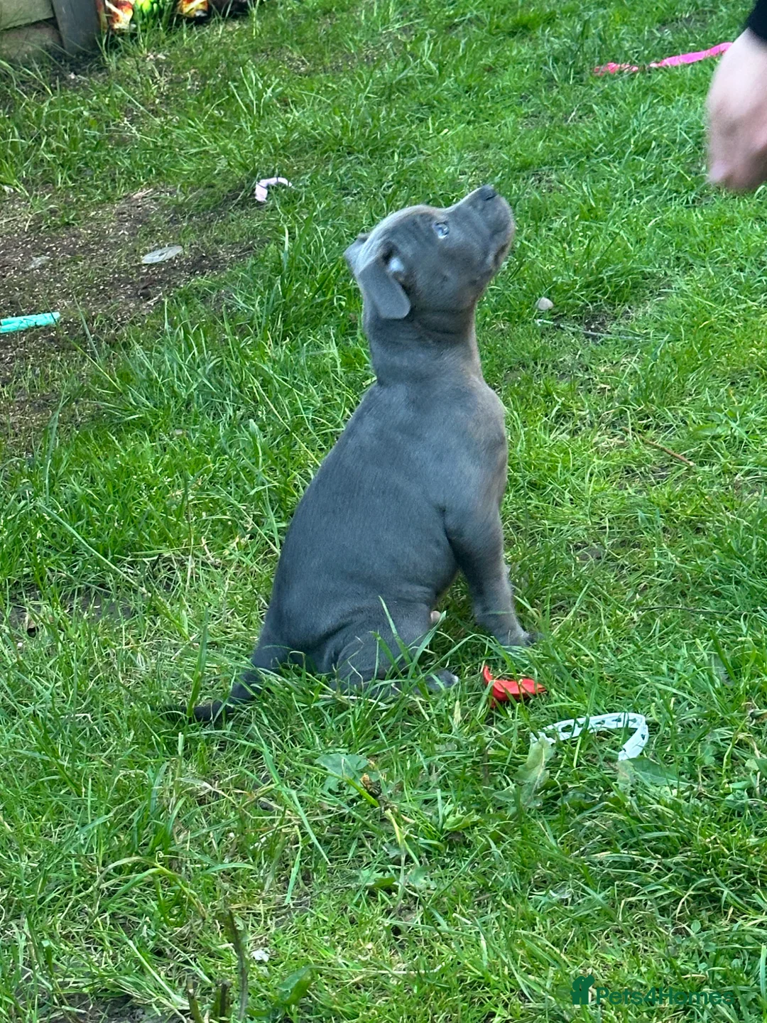 Staffordshire Bull Terrier dogs for sale: 10 week old puppy   - Advert 2
