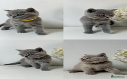 British Shorthair cats for sale: Charming GCCF British Shorthair Kittens 🐈‍⬛  - Image 14