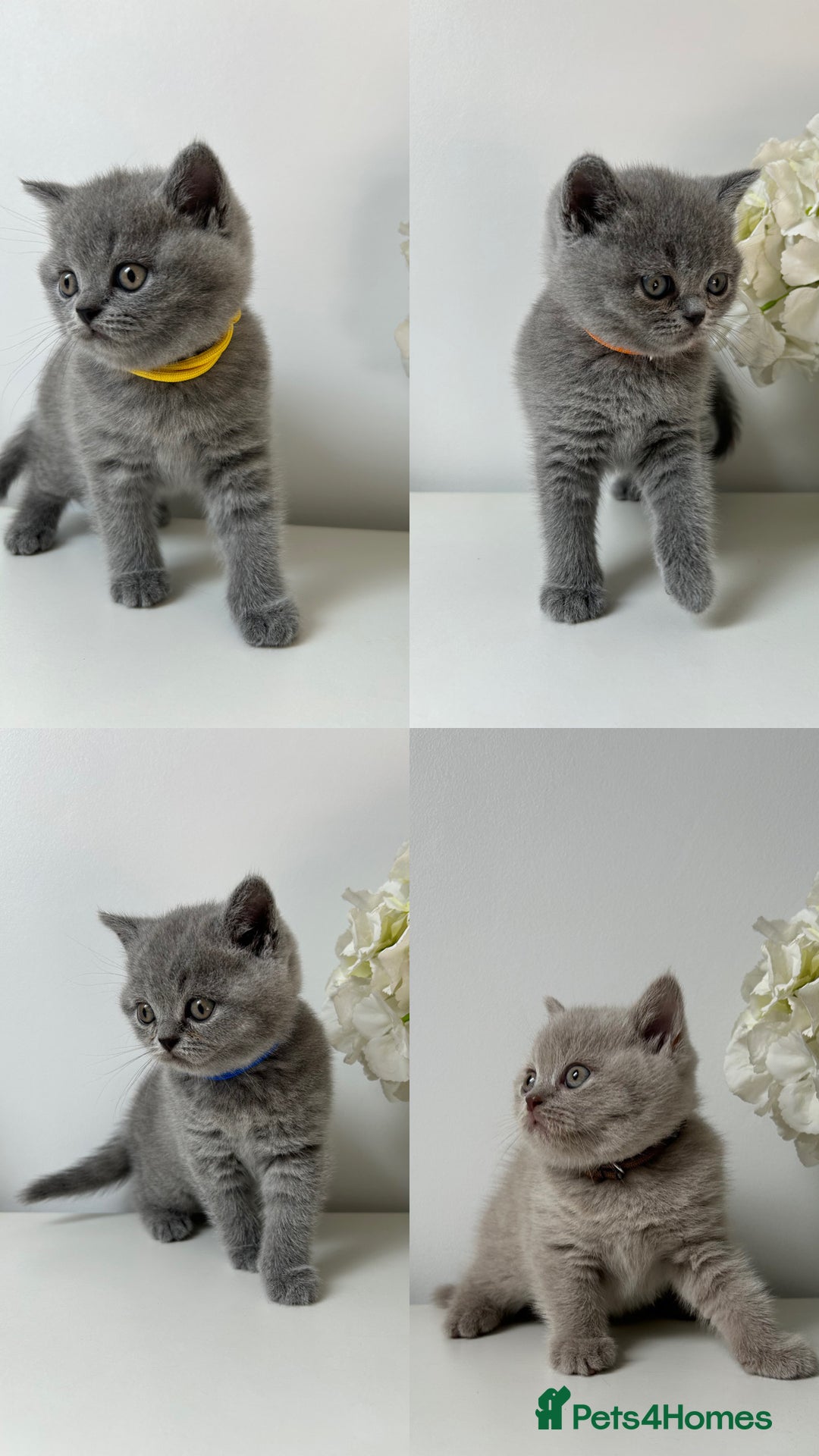 British Shorthair cats for sale: Charming GCCF British Shorthair Kittens 🐈‍⬛  - Image 14