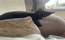 Domestic Shorthair cats for sale: Four fluffy kittens  - Image 10