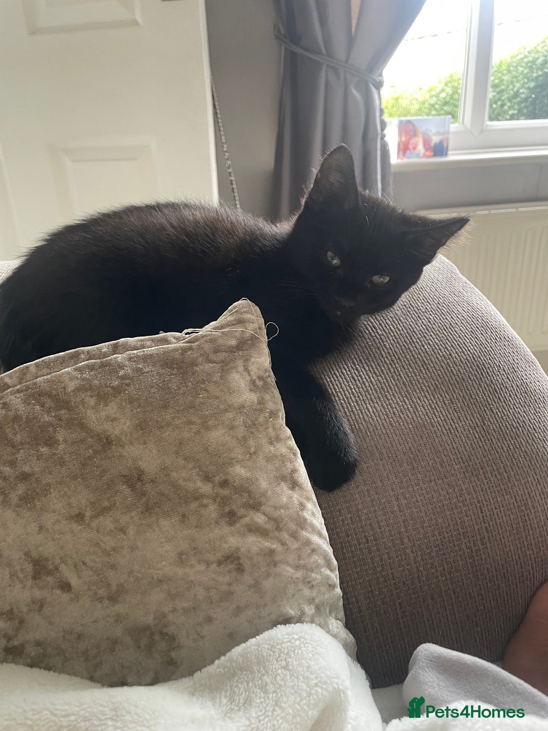 Domestic Shorthair cats for sale: Four fluffy kittens  - Image 10