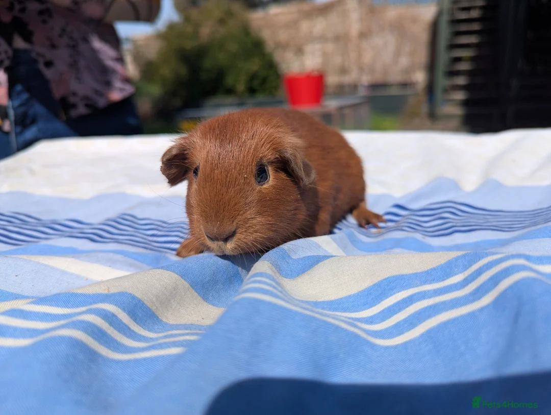 Guinea Pig rodents for sale: Baby guinea pigs for sale  - Advert 2