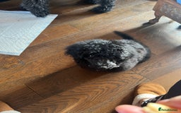 Mixed Breed dogs for sale: Shih poo  - Image 8