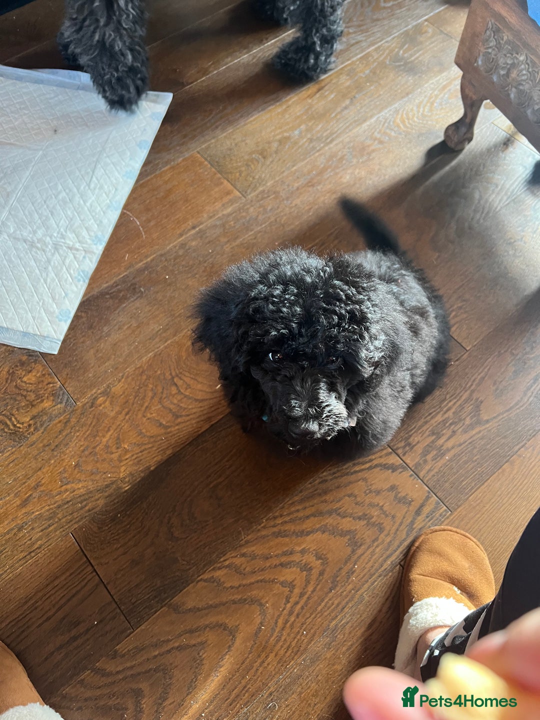 Mixed Breed dogs for sale: Shih poo  - Image 8