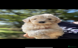 Labradoodle dogs for sale: 🐶 Labradoodle puppies for sale 🐶 - Image 12