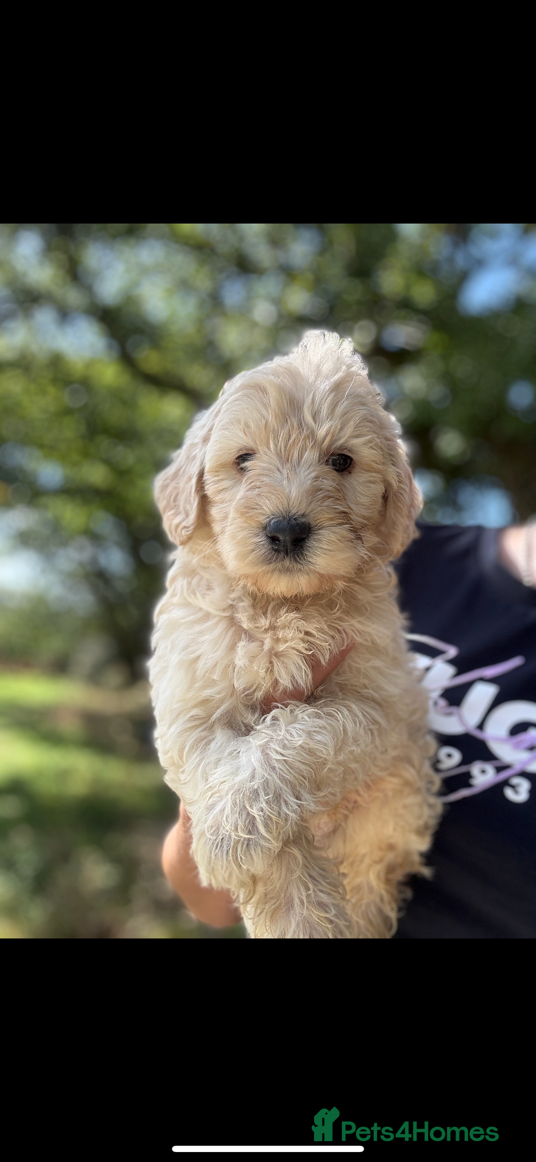 Labradoodle dogs for sale: 🐶 Labradoodle puppies for sale 🐶 - Image 12
