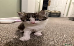 British Longhair cats for sale: Kittens for sale - Image 2