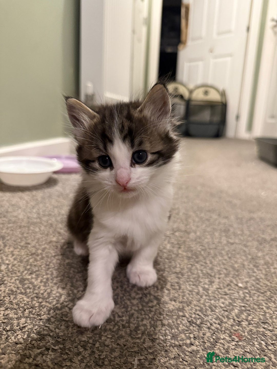 British Longhair cats for sale: Kittens for sale - Image 2