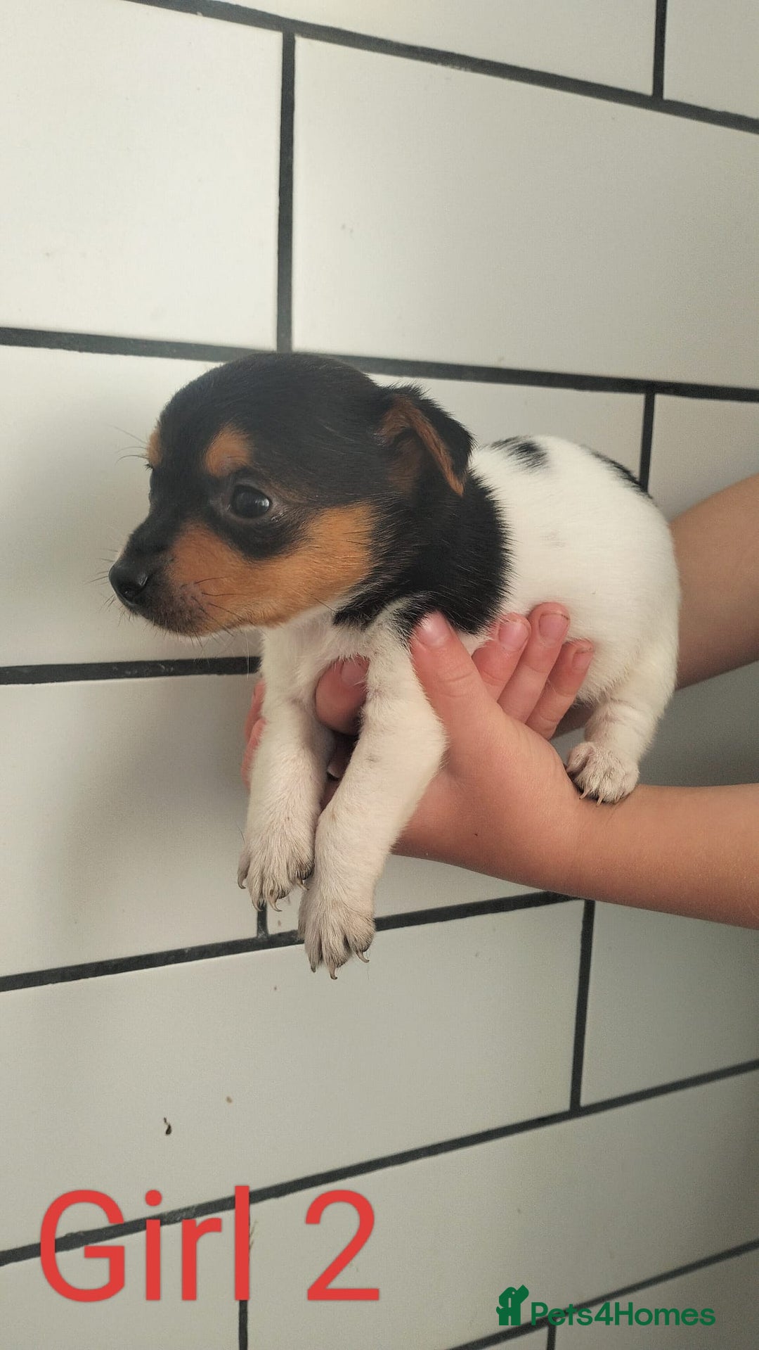 Jack Russell dogs for sale: Stunning Jack Russel puppies for sale - Image 2
