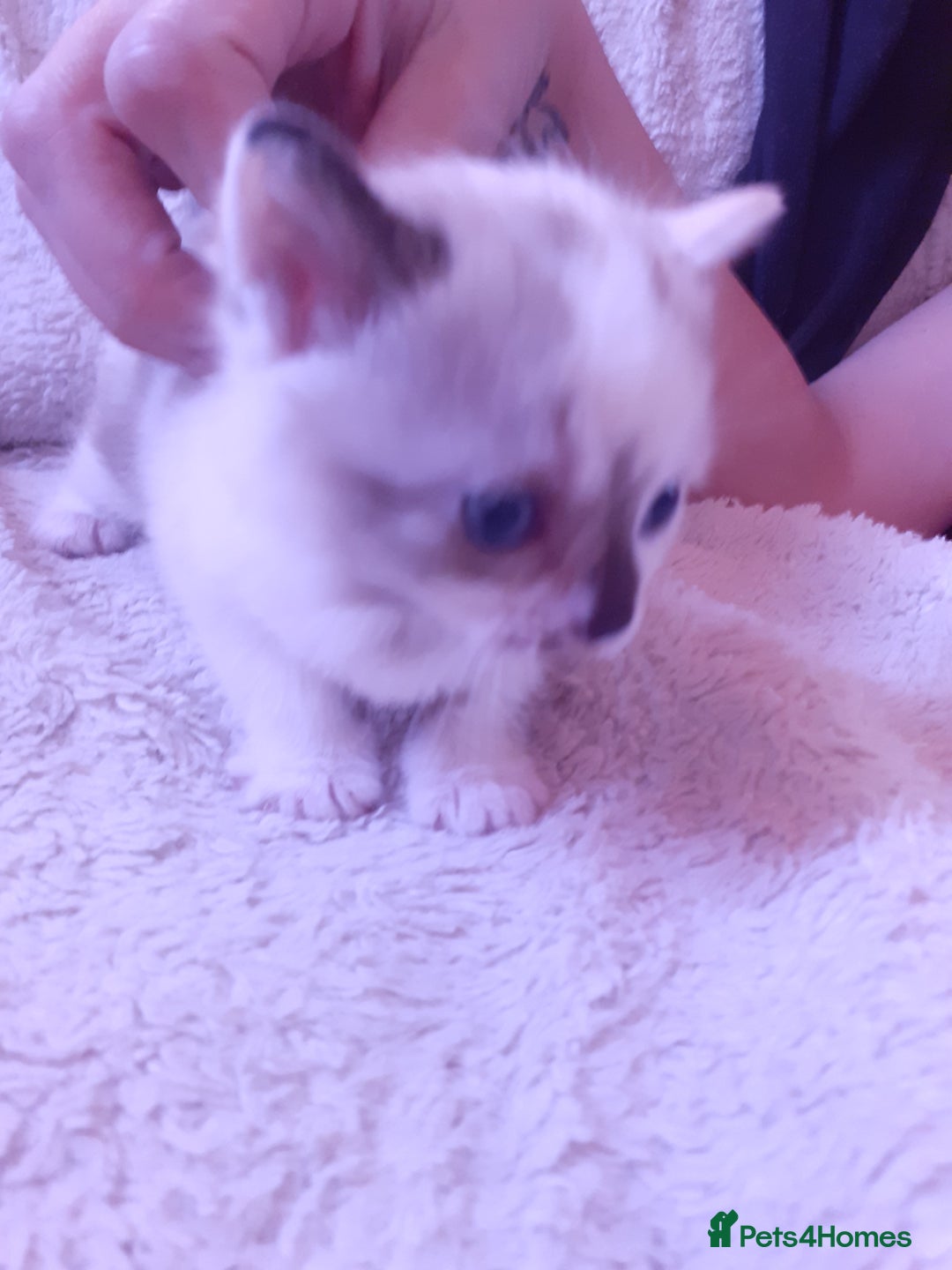 Domestic Shorthair cats for sale: Rare coloured kittens - Image 2