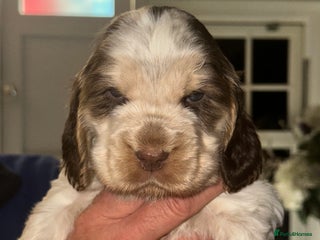 Cocker Spaniel dogs - Advert 23