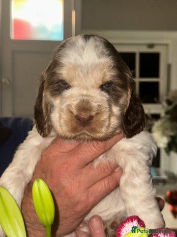 Cocker Spaniel dogs - Advert 12