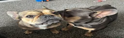 French Bulldog dogs for sale: Beautiful French Bulldog Puppies – 6 Healthy Pups - Advert 25