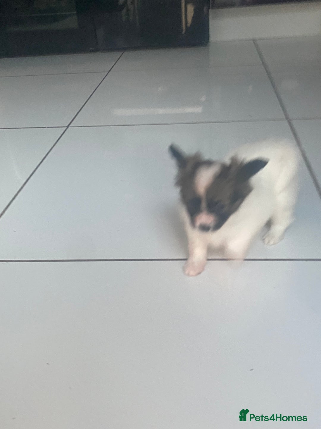 Papillon dogs for sale: Beautiful papillon girls - Advert 3