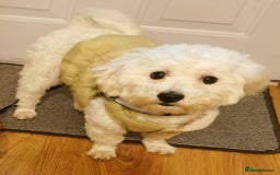 Bichon Frise dogs for stud: Boy, male. in Peterborough - Image 3