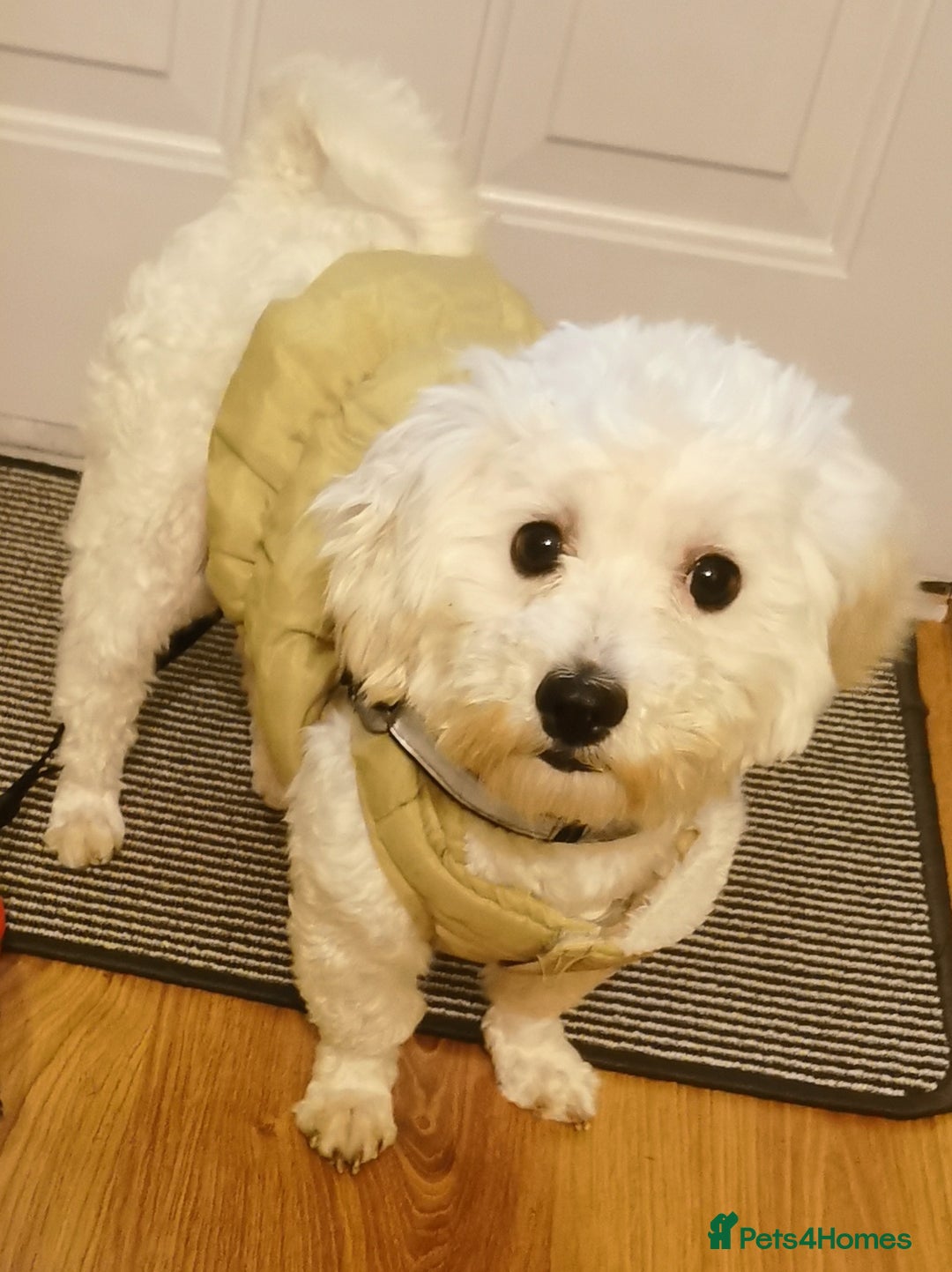 Bichon Frise dogs for stud: Boy, male. in Peterborough - Image 3