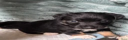 Jack Russell dogs for sale: Stunning Female Jack Russell Short Legged  - Advert 8