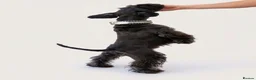 Miniature Schnauzer dogs for sale: KC Pedigree Miniature Schnauzer Pups *READY TO GO* - Advert 6