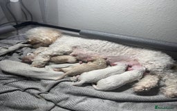 Poochon dogs for sale: x3 Poochon Girls Available (price negotiable) - Image 7