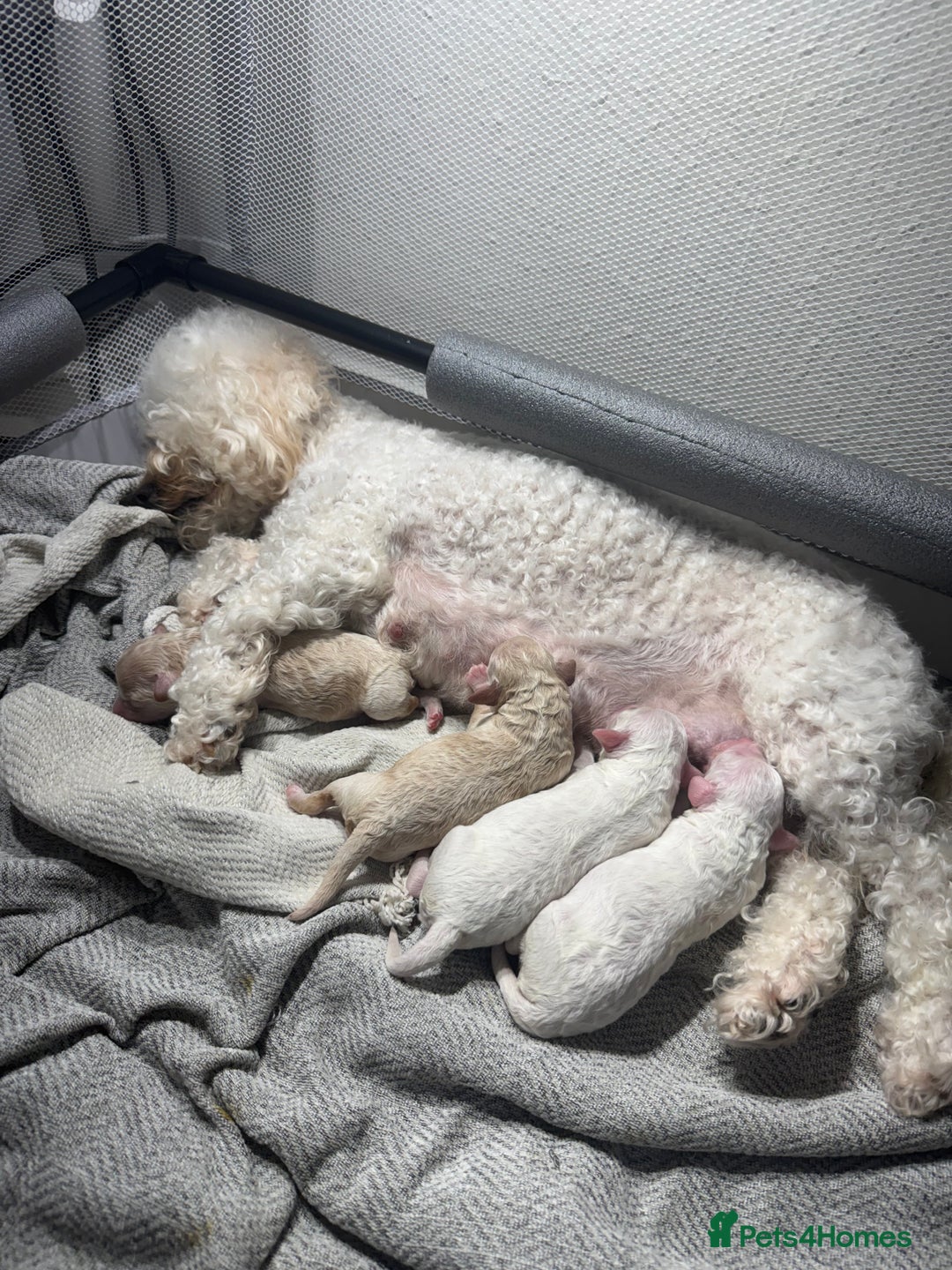 Poochon dogs for sale: x3 Poochon Girls Available (price negotiable) - Image 7