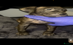 Presa Canario dogs for sale: Beautiful presa canario puppies!! - Advert 16