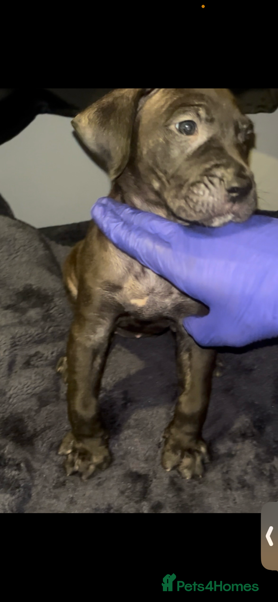 Presa Canario dogs for sale: Beautiful presa canario puppies!! - Advert 16