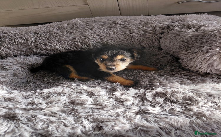 Jackapoo dogs - Advert 1