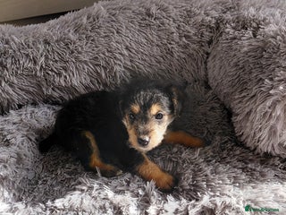 Jackapoo dogs - Advert 1