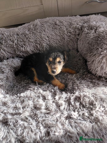 Jackapoo dogs - Advert 16